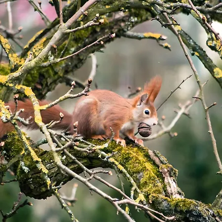 Lautertal Zinne Hayingen